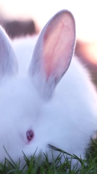 イースターシンボル 夕日には緑の草の上にウサギ バーティカルビデオ — ストック動画