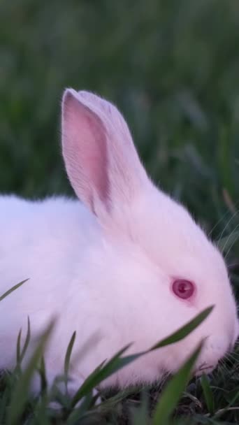토끼는 부활절의 상징이며 휴일을 느끼고 일몰에 잔디에 앉아있다 아름다운 귀여운 — 비디오
