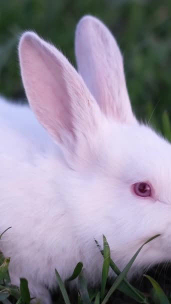 Кролик Сидить Зеленій Траві Навесні Маленький Кролик Газоні Створює Милу — стокове відео