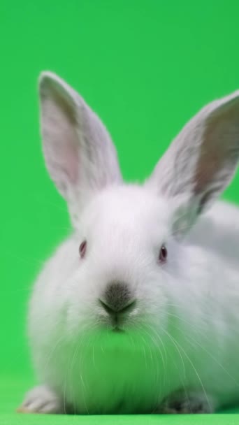 Довгошиїй Білий Кролик Сидить Центрі Дивиться Камеру Професійна Фотографія Відеозйомка — стокове відео