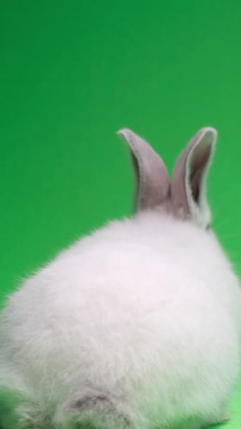 Fluffy Kanin Kryper Studion Grön Bakgrund Kanin Bakom Skjuta Husdjur — Stockvideo