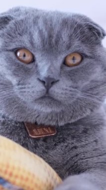 Gri kısa saçlı bir kedi beyaz bir yatakta uzanıyor ve kedi oyuncağıyla oynuyor. Sevimli hayvanlar.