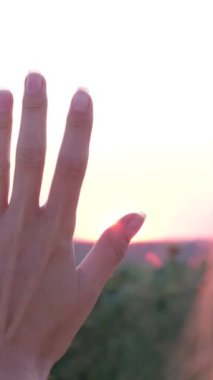 Genç bir kadın, bir tarlada güzel bir günbatımında elini tutuyor. Dikey video.