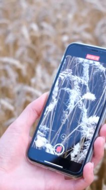 Bir kadının eli akıllı telefonlu bir buğday kulağının videosunu çeker. Tahıl ürünlerinin fotoğraf ve video kaydı. Amatör atış. Dikey video