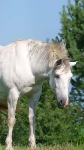 夏天的一个阳光明媚的日子 一匹白马站在一片绿茵的草地上 背景是松树 一匹漂亮的白马站在田野里 垂直录像 — 图库视频影像