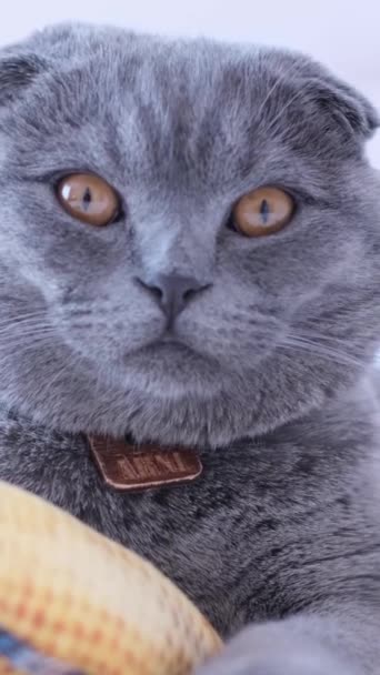 Grå Korthårig Katt Ligger Vit Säng Och Leker Med Kattleksak — Stockvideo