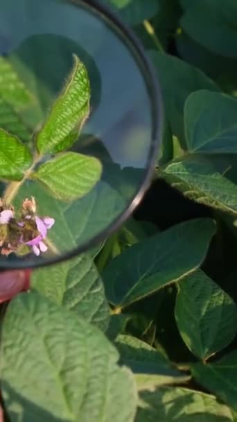 Büyüteçle Taze Soya Filizlerinin Görüntüsü Agronomik Teftiş Dikey Video — Stok video