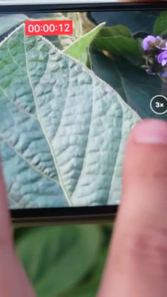 地上緑芽のスマートフォンのビデオ撮影のクローズアップ 男の手は若い植物を撮影 — ストック動画