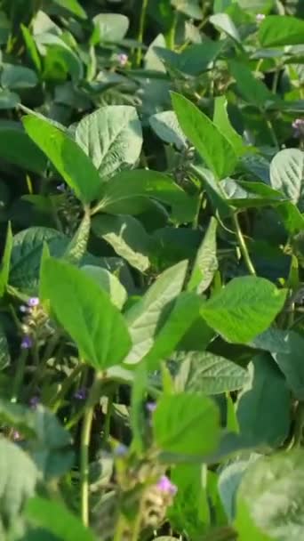 Nahaufnahme Einer Plantage Mit Jungen Sojabohnenpflanzen Junge Grüne Sojabohnen Sprießen — Stockvideo