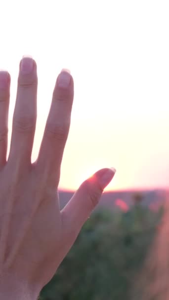 一个年轻的女人在田野里抓住美丽的落日 垂直录像 — 图库视频影像