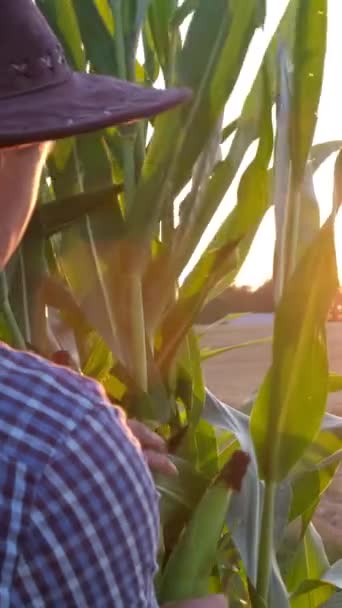 Agricultor Examina Las Plantas Maíz Atardecer Vista Trasera Joven Agricultor — Vídeos de Stock
