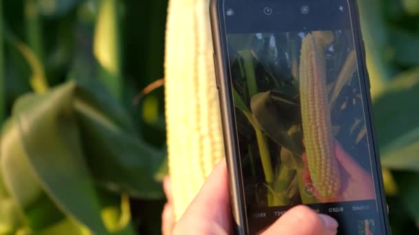 一位年轻的农民用智能手机拍摄玉米收获的照片 美国农民的劳动 — 图库视频影像