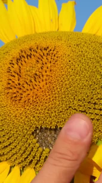 Großaufnahme Eines Bauern Auf Einem Sonnenblumenfeld Der Demonstriert Und Über — Stockvideo