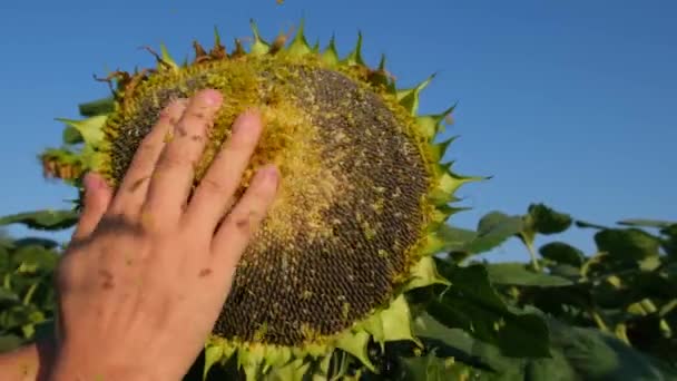 Ein Junger Bauer Auf Einem Sonnenblumenfeld Demonstriert Und Erzählt Von — Stockvideo