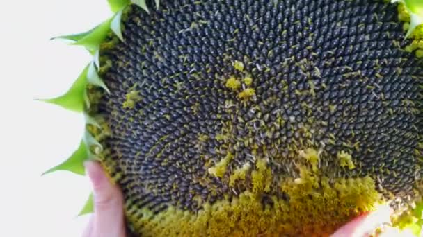 Großaufnahme Einer Bäuerin Die Die Sonnenblumenernte Zeigt Anbau Umweltfreundlicher Sonnenblumen — Stockvideo