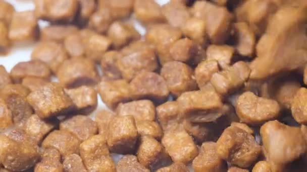Στεγνή Σκυλοτροφή Πέφτει Αργά Στο Πιάτο Νόστιμη Τροφή Για Ζώα — Αρχείο Βίντεο
