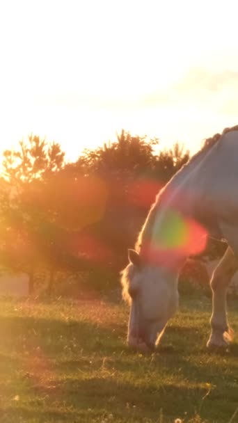 Égua Branca Pastoreia Gramado Verde Uma Noite Quente Verão Contra — Vídeo de Stock