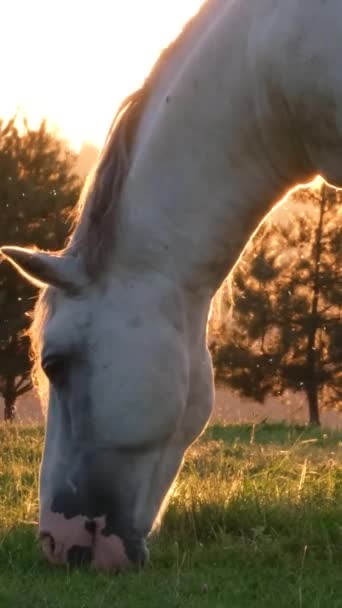 一匹漂亮的白马在松树背景下的草地上吃草 太阳几乎落在地平线上 侧视图 垂直录像 — 图库视频影像