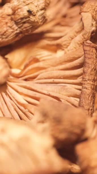 Getrocknete Halluzinogene Pilze Makrovideo Psychoaktive Psilocybin Pilze Getrocknete Waldpilze Vertikales — Stockvideo