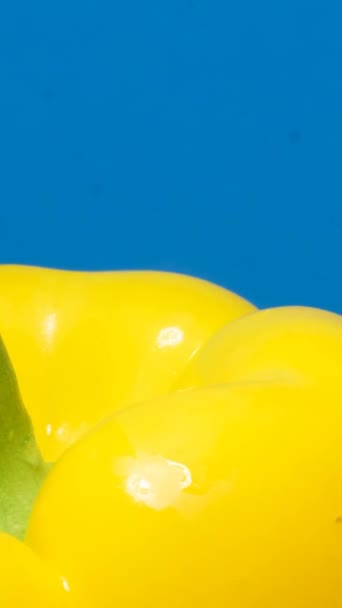 一个明亮的黄色胡椒的特写 蓝色背景上有一个绿色的豆荚 宏观摄影 蔬菜健康食品的概念 垂直录像 — 图库视频影像