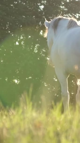 Hermoso Caballo Blanco Camina Sobre Prado Verde Sobre Fondo Bosque — Vídeo de stock