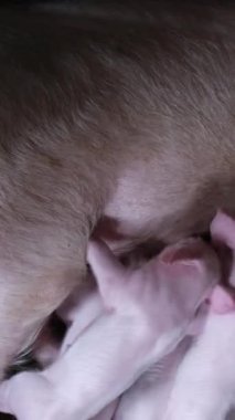 Küçük domuzcuklar domuz çiftliğindeki bir kafeste yatarken domuzdan süt yiyorlar. Çiftlik hayvanlarının üremesi. Dikey video