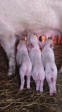 Küçük domuzcuklar kafesteki anne domuzdan süt yerler. Yavru domuzları besliyor. Anne sütünün faydaları. Dikey video