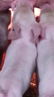 Hayvan çiftliğindeki anne domuzdan süt yiyen küçük domuzcuklar. Domuzların et üretimi. Dikey video