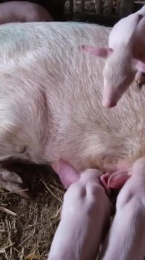 Yavru domuzlar anne sütü yerler. Küçük domuzcukları besliyorum. Domuzların et üretimi. Akıllı domuzlar. Dikey video