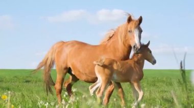 Kahverengi atlardan oluşan bir aile, bir anne, bir yavru yeşil bir çayırda yürüyor..