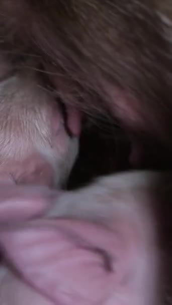 Маленькие Проворные Поросята Едят Молоко Свиньи Матери Клетке Кормящие Поросят — стоковое видео