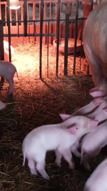 Многие Маленькие Розовые Поросята Едят Молоко Свиньи Матери Клетке Животной — стоковое видео