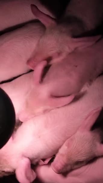 Nowonarodzone Prosięta Klatce Pod Lampą Oświetleniową Małe Świnki Farmie Pionowe — Wideo stockowe