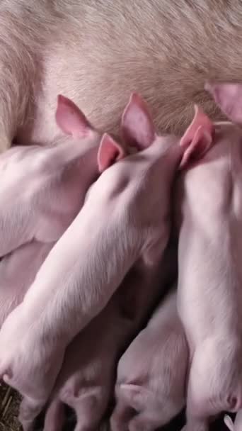 Wiele Małych Prosiąt Farmie Żywi Się Mlekiem Matki Świni Reprodukcja — Wideo stockowe