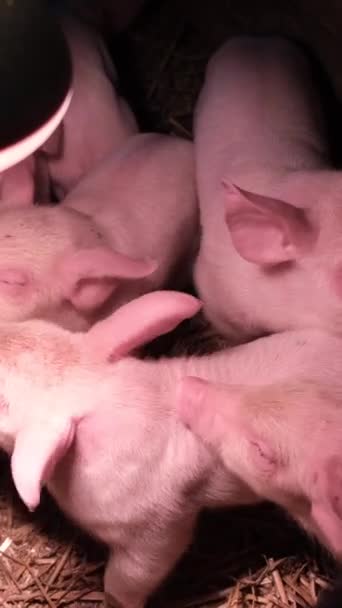 Μικρά Ροζ Γουρουνάκια Μια Φάρμα Ζώων Στο Χωριό Γεωργική Βιομηχανία — Αρχείο Βίντεο