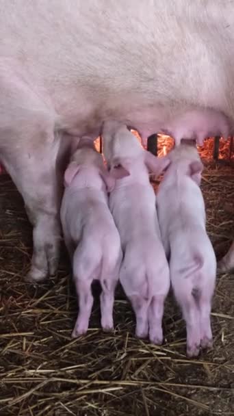 Pequeños Lechones Ágiles Comen Leche Madre Cerdo Jaula Alimentando Lechones — Vídeos de Stock