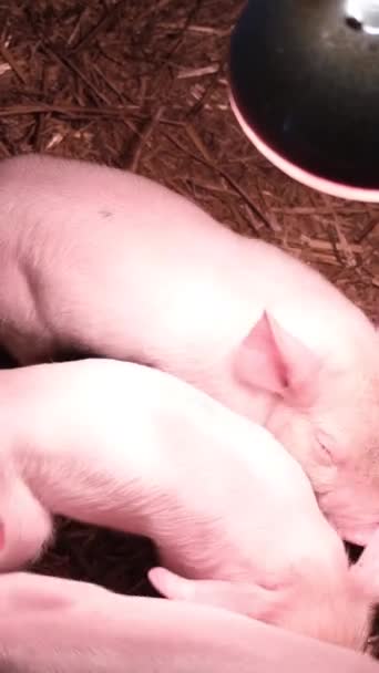 Cerdos Rosados Una Granja Ganado Bajo Una Lámpara Calefacción Iluminación — Vídeos de Stock
