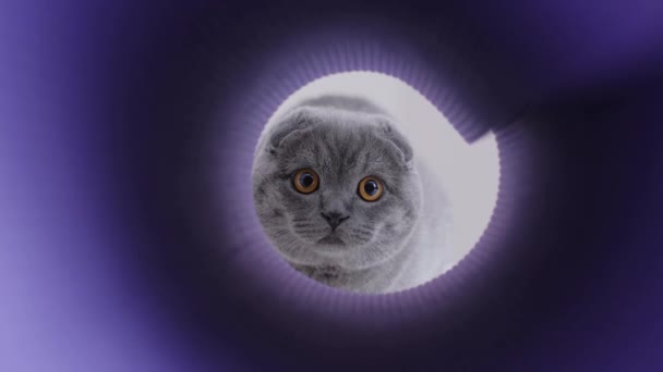 Piękny Kot Scottish Fold Gra Tunelu Koty Zwierzęta Domowe — Wideo stockowe