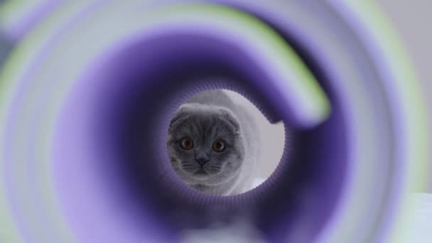 苏格兰折叠猫在隧道里玩耍 猫是宠物 垂直录像 — 图库视频影像