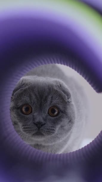 Шотландская Складная Кошка Играет Туннеле Кошки Домашние Животные Вертикальное Видео — стоковое видео