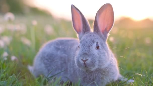 Söt Kanin Grönt Gräs Med Stora Öron Charmig Grå Kanin — Stockvideo