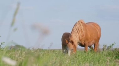 Atlar şafak vakti yeşil bir çayırda otlarlar. Çayırda sabah oldu. Kırsal atlar sahada. Dikey video