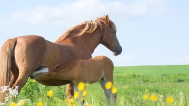 Yavru bir at, kırmızı kısrak annesinin sütünü içer. Gün ışığında yeşil bir çayırdalar. Atlar çiftlikte dinleniyor. Dikey video