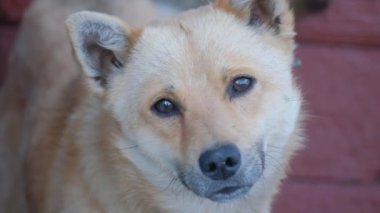 Japon Akita Inu köpeği kameraya bakar. Köpek aşkı konsepti.