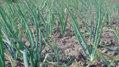 Yeşil soğan yetiştiriyorlar. Tarlada yetişen soğan olgunlaşmış bitkiler, yakın plan. Baharda olgunlaşan soğan tarlası. Dikey video