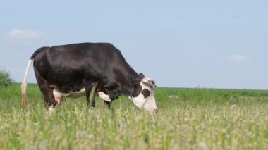 Büyük siyah bir inek kırsalda yeşil bir çayırda otluyor. Çiftlik hayvanı çiftliği.