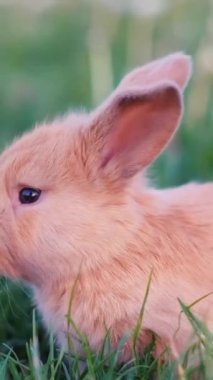 Yeşil çimenlikteki küçük kahverengi tavşan. Bahçede güzel bir tavşan. Dikey video.