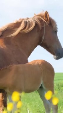 Yavru bir at, kırmızı kısrak annesinin sütünü içer. Gün ışığında yeşil bir çayırdalar. Atlar çiftlikte dinleniyor. Dikey video