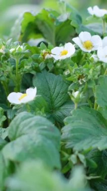 Bahçede çilek yetiştiriyor. Çilekler beyaz çiçeklerle çiçek açar. Dikey video.