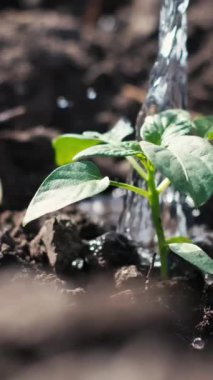 Çiftçi yeni ekilmiş genç bitkileri suladı. Ağır çekim. Dikey video